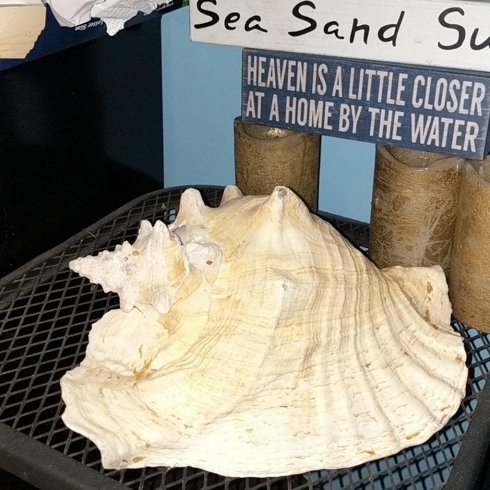 Real conch shell - Picture 4 of 4